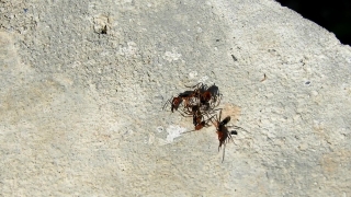 No Copyright Video, No Copyright Stock Footage, No Copyright Stock Video Clip