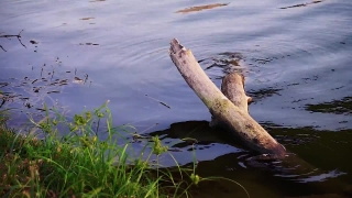 No Copyright Video, No Copyright Stock Footage, No Copyright Stock Video Clip