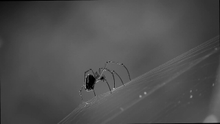 No Copyright Video, No Copyright Stock Footage, No Copyright Stock Video Clip