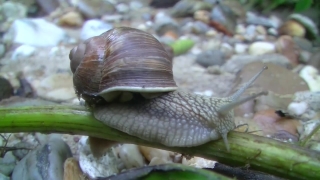 No Copyright Video, No Copyright Stock Footage, No Copyright Stock Video Clip