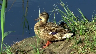 No Copyright Video, No Copyright Stock Footage, No Copyright Stock Video Clip