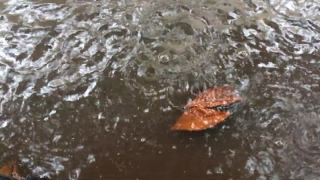 No Copyright Video, No Copyright Stock Footage, No Copyright Stock Video Clip