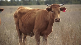 No Copyright Video, No Copyright Stock Footage, No Copyright Stock Video Clip