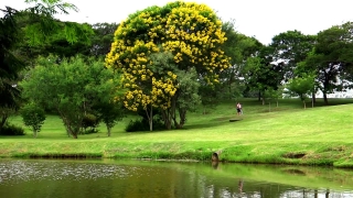 No Copyright Video, No Copyright Stock Footage, No Copyright Stock Video Clip