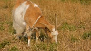 No Copyright Video, No Copyright Stock Footage, No Copyright Stock Video Clip