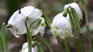 No Copyright Video, No Copyright Stock Footage, No Copyright Stock Video Clip