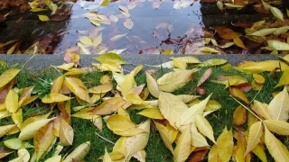 No Copyright Video, No Copyright Stock Footage, No Copyright Stock Video Clip