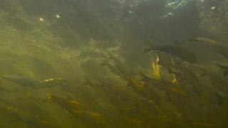 No Copyright Video, No Copyright Stock Footage, No Copyright Stock Video Clip