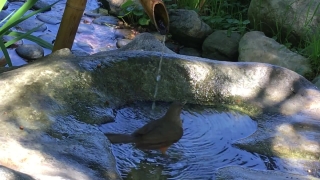 No Copyright Video, No Copyright Stock Footage, No Copyright Stock Video Clip