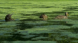 No Copyright Video, No Copyright Stock Footage, No Copyright Stock Video Clip