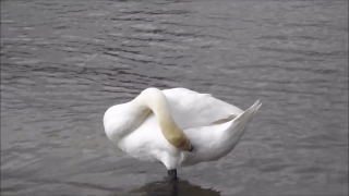 No Copyright Video, No Copyright Stock Footage, No Copyright Stock Video Clip