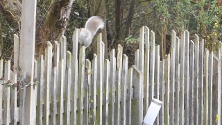 No Copyright Video, No Copyright Stock Footage, No Copyright Stock Video Clip