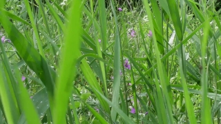 No Copyright Video, No Copyright Stock Footage, No Copyright Stock Video Clip