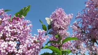 No Copyright Video, No Copyright Stock Footage, No Copyright Stock Video Clip