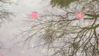 No Copyright Video, No Copyright Stock Footage, No Copyright Stock Video Clip