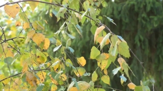 No Copyright Video, No Copyright Stock Footage, No Copyright Stock Video Clip