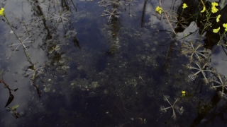 No Copyright Video, No Copyright Stock Footage, No Copyright Stock Video Clip