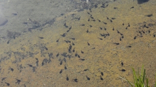 No Copyright Video, No Copyright Stock Footage, No Copyright Stock Video Clip