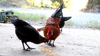 No Copyright Video, No Copyright Stock Footage, No Copyright Stock Video Clip