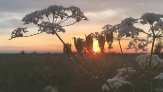 No Copyright Video, No Copyright Stock Footage, No Copyright Stock Video Clip