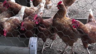 No Copyright Video, No Copyright Stock Footage, No Copyright Stock Video Clip