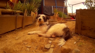 No Copyright Video, No Copyright Stock Footage, No Copyright Stock Video Clip