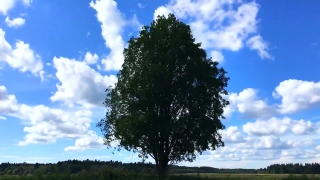 No Copyright Video, No Copyright Stock Footage, No Copyright Stock Video Clip