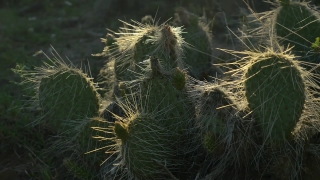 No Copyright Video, No Copyright Stock Footage, No Copyright Stock Video Clip