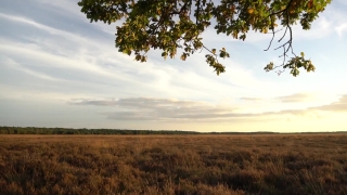 No Copyright Video, No Copyright Stock Footage, No Copyright Stock Video Clip