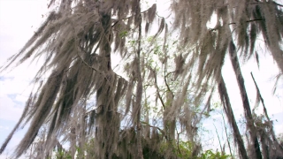 No Copyright Video, No Copyright Stock Footage, No Copyright Stock Video Clip