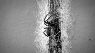 No Copyright Video, No Copyright Stock Footage, No Copyright Stock Video Clip