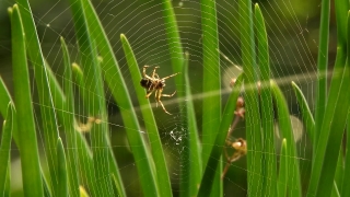 No Copyright Video, No Copyright Stock Footage, No Copyright Stock Video Clip