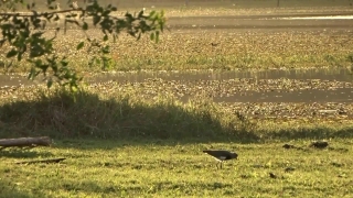 No Copyright Video, No Copyright Stock Footage, No Copyright Stock Video Clip