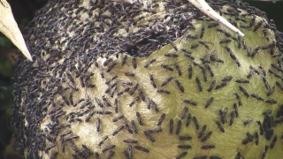 No Copyright Video, No Copyright Stock Footage, No Copyright Stock Video Clip