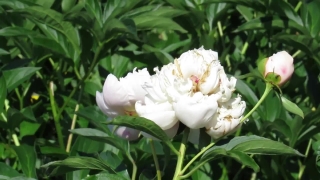 No Copyright Video, No Copyright Stock Footage, No Copyright Stock Video Clip