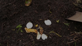 No Copyright Video, No Copyright Stock Footage, No Copyright Stock Video Clip