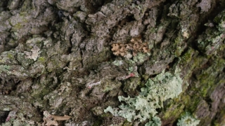 No Copyright Video, No Copyright Stock Footage, No Copyright Stock Video Clip