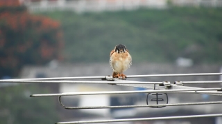 No Copyright Video, No Copyright Stock Footage, No Copyright Stock Video Clip