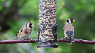 No Copyright Video, No Copyright Stock Footage, No Copyright Stock Video Clip