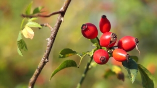 No Copyright Video, No Copyright Stock Footage, No Copyright Stock Video Clip