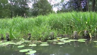 No Copyright Video, No Copyright Stock Footage, No Copyright Stock Video Clip