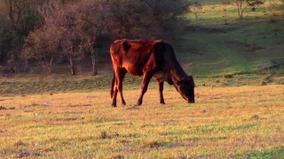 No Copyright Video, No Copyright Stock Footage, No Copyright Stock Video Clip