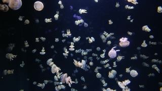 No Copyright Video, No Copyright Stock Footage, No Copyright Stock Video Clip