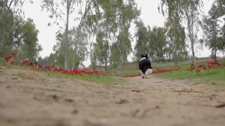 No Copyright Video, No Copyright Stock Footage, No Copyright Stock Video Clip