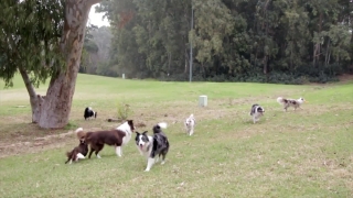 No Copyright Video, No Copyright Stock Footage, No Copyright Stock Video Clip