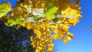 No Copyright Video, No Copyright Stock Footage, No Copyright Stock Video Clip