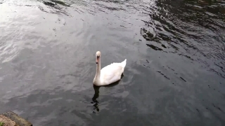 No Copyright Video, No Copyright Stock Footage, No Copyright Stock Video Clip