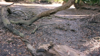 No Copyright Video, No Copyright Stock Footage, No Copyright Stock Video Clip