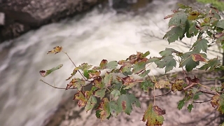 No Copyright Video, No Copyright Stock Footage, No Copyright Stock Video Clip