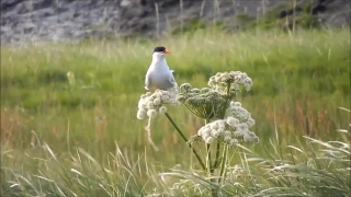 No Copyright Video, No Copyright Stock Footage, No Copyright Stock Video Clip